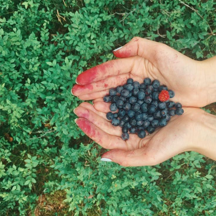 Orchard Whisper: Exquisite Berry Ensemble
