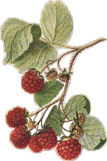 Sun-Kissed Berries: Pure Farmstead Gems